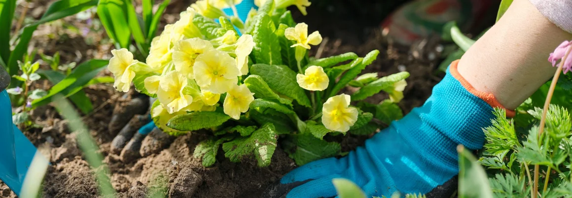 Person pflanzt Primeln mit Gartenhandschuhen